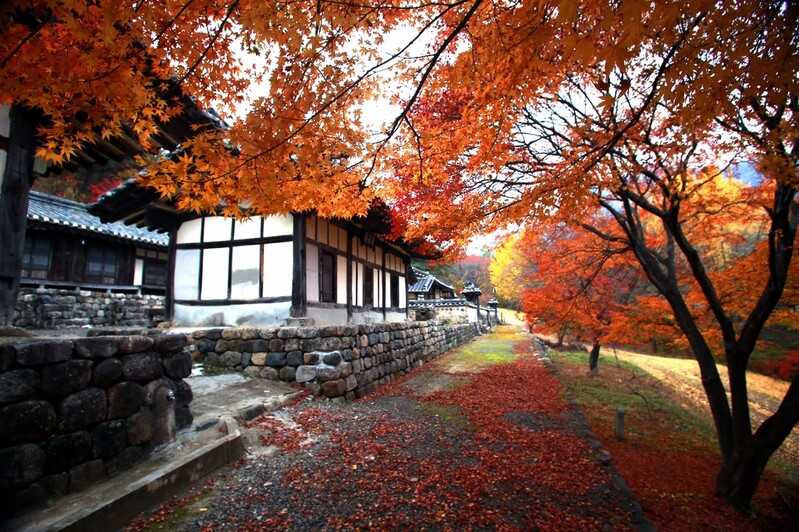 [픽! 영천] "오색 단풍 물든 영천으로 오세요"