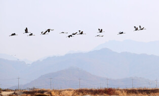 [K-Geography] White-naped cranes visiting Korean Peninsula