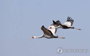 DMZ to reopen Red-crowned crown viewing tour
