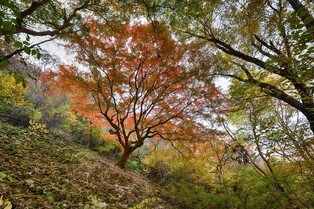 Oldest maple tree in Naejangsan mountain dressed in colors of fall