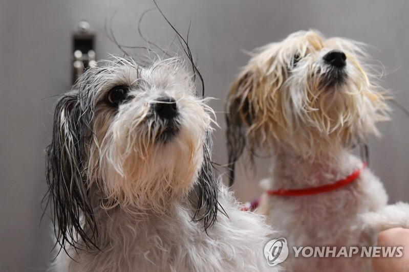 뉴질랜드 물가고 어떻길래…반려동물 유기 속출