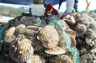 Delicious whether it's steamed or grilled, scallop season has come