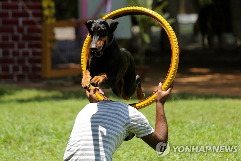 아르헨 반려견, 의학용 대마기름 3개월 치료로 트라우마 극복