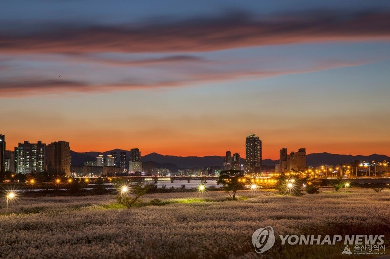 울산시티투어버스, 가족·치유·달빛 주제로 11일 운행 재개