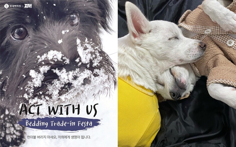 "구조된 유기견에 따뜻한 겨울을"…롯데百, 헌이불 기부 캠페인
