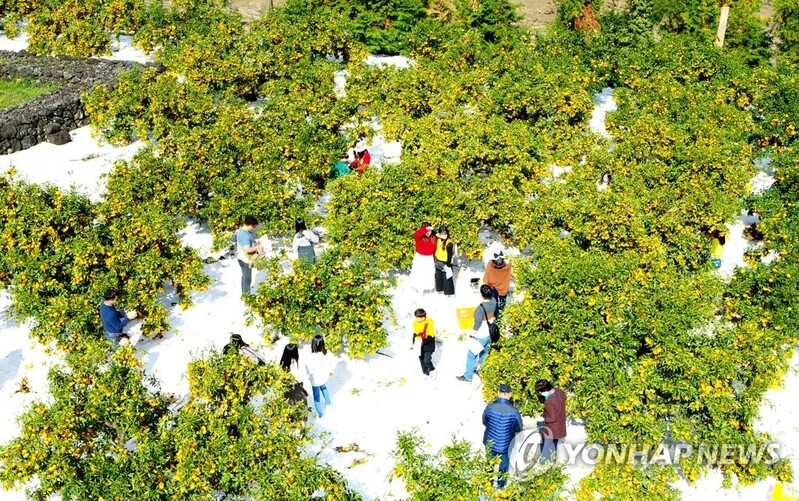 "감귤 맛 세계로" 2022 제주감귤박람회 10∼14일 개최