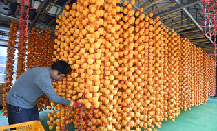 [K-Geography] Drying persimmons