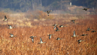 [K-Geography] Winter birds soaring