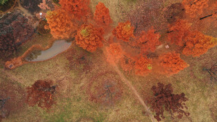 [K-Geography] Autumn leaves