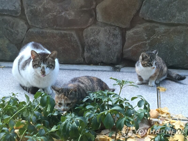 길고양이 다리 부러뜨려 학대하고 죽인 20대 징역 2년 구형