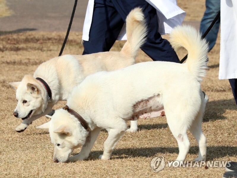 南은 풍산개 논란·北은 '풍산개 문화' 무형문화재 등록
