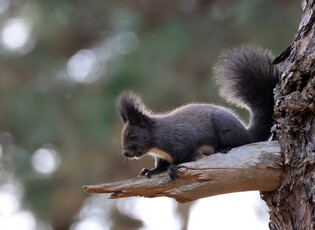 [K-Geography] Korean squirrel