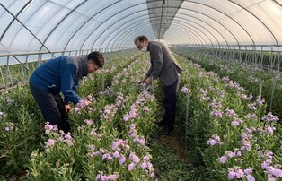 해남군 스토크 꽃 수확 한창…"몽실몽실 향기 가득"