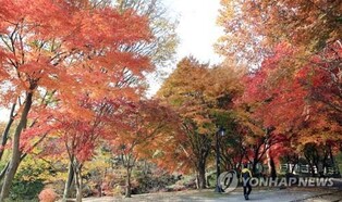 남원시 왕정공원 숲에 도심 야영장 조성…내년 하반기 개장