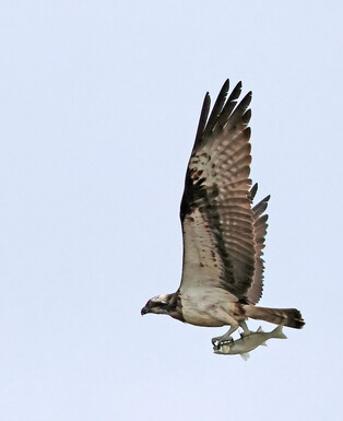 [K-Geography] Osprey hunting for fish