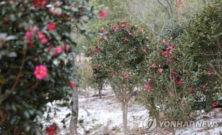 'Winter Flower Festival' to kick off on Dec 9 at 1004 Island Potted Plants Garden