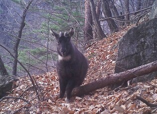 "산양아 겨울 잘 이겨내"…원주환경청, 삼척서 먹이 주기 행사