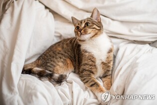 고양이 당뇨병 먹는약 美 FDA 승인…동물용 최초 사례