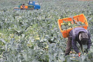 [K-Geography] Harvesting broccoli