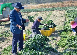 명품 시금치 신안 '섬초' 출하…하루 3천상자 도매시장으로
