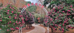 Island winder flower festival kicks off at Sinan County, South Jeolla province