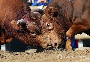 정읍 소싸움 예산 재편성에 녹색당 반발…"일몰제 도입해야"
