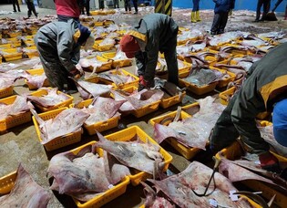 흑산홍어 어획 부진에 연말 특수도 사라져…어민들 '울상'