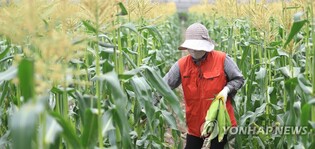 여름 별미 초당옥수수,가을에 맛봐볼까…제주 시험재배 성공