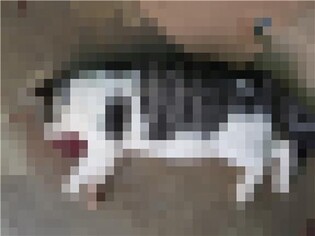 등 털 뽑힌 '학대 의심' 고양이 사체 주택 앞마당서 발견