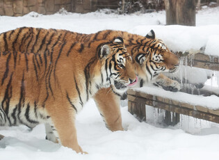 [Moment to Focus] Tigers enjoy snow