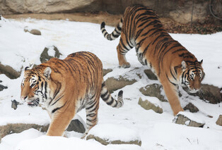 [Moment to Focus] Tigers playing in snow