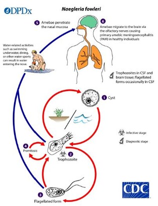 First infection of 'Brain-eating amoeba' reported in S. Korea