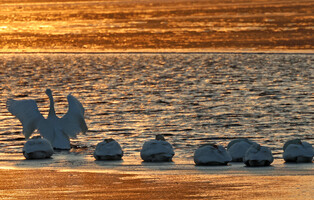 [K-Geography] Whooper swans start new day