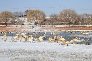 'Welcome visitor' whooper swan visits Habdeogje