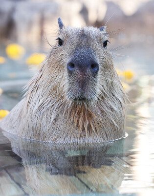 [Moment to Focus] Spa for capybaras