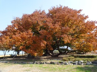 마을의 터줏대감 이야기…'경남 보호수 300선' 발간