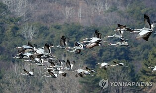 호암 이병철 생가 마을서 재두루미 수십 마리 월동