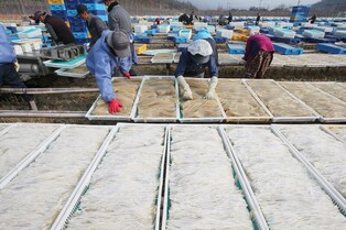 [K-Geography] Making agar in S. Korea