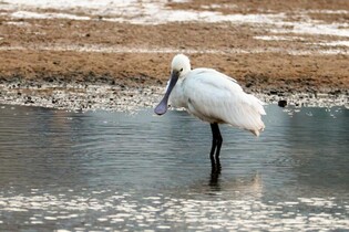 'Spoonbill' and 'White Naped Crane' returns to Ulsan in 5 years