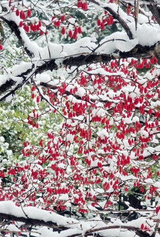 [K-Geography] Cornelian cherry in snow