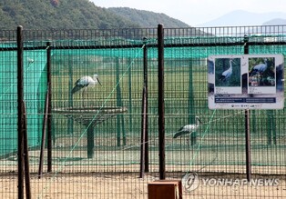 Stork protection on emergency due to avian influenza spread