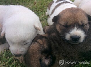 이혼통보에 남편 반려견 아파트서 던져 죽여…2심서 벌금형 늘어