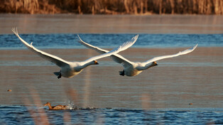 [K-Geography] Whooper swans