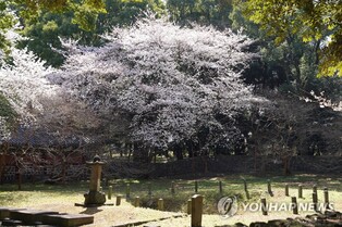 "재산세·종부세 감당 못하겠다" 제주 고양부 삼성사재단 청원