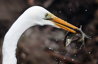 [K-Geography] Egret's hunting