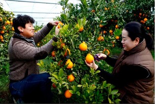 진도 황금봉·레드향 출하 한창 "설 선물 어때요"