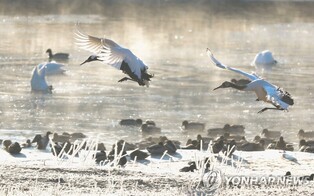 Eye-catching wintering population increase observed among Red-crowned and White-naped cranes