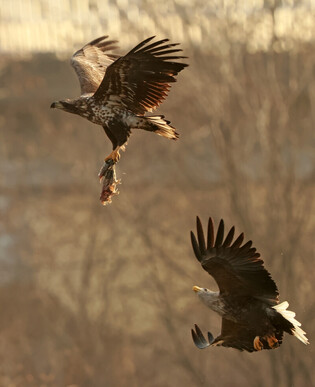 [K-Geography] Fighting birds