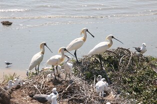 아빠는 대만·아들은 중국…저어새 가족 겨울나기 따로따로 여행