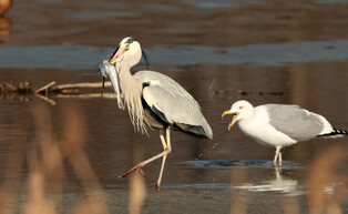 [K-Geography] Grey heron and seagull